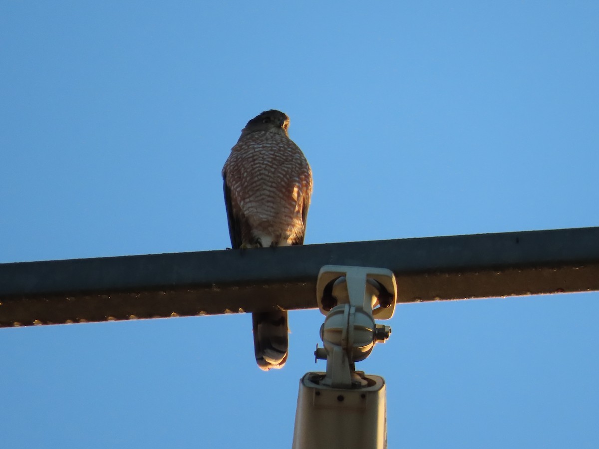 Cooper's Hawk - ML386378961