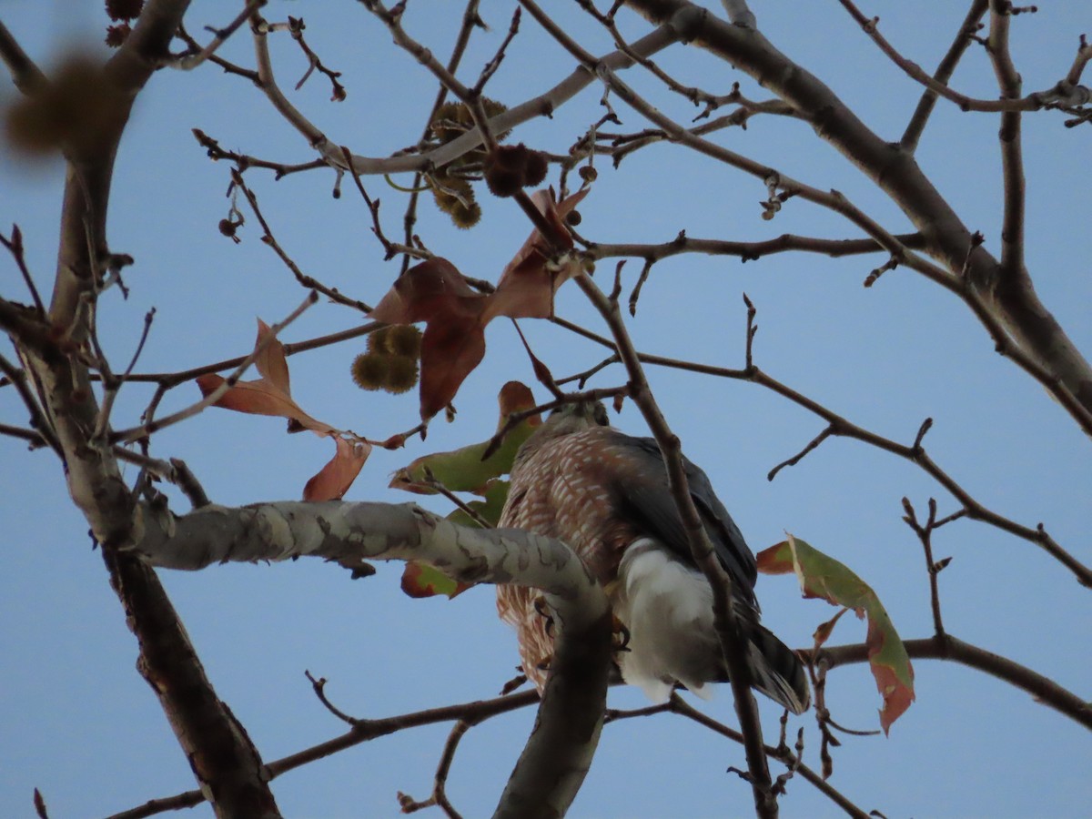 Cooper's Hawk - ML386379001