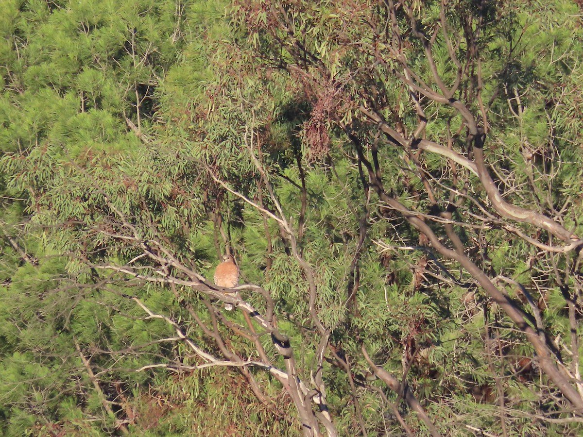 Red-shouldered Hawk - ML386379051