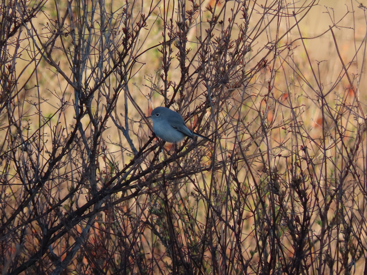 Blue-gray Gnatcatcher - ML386379141