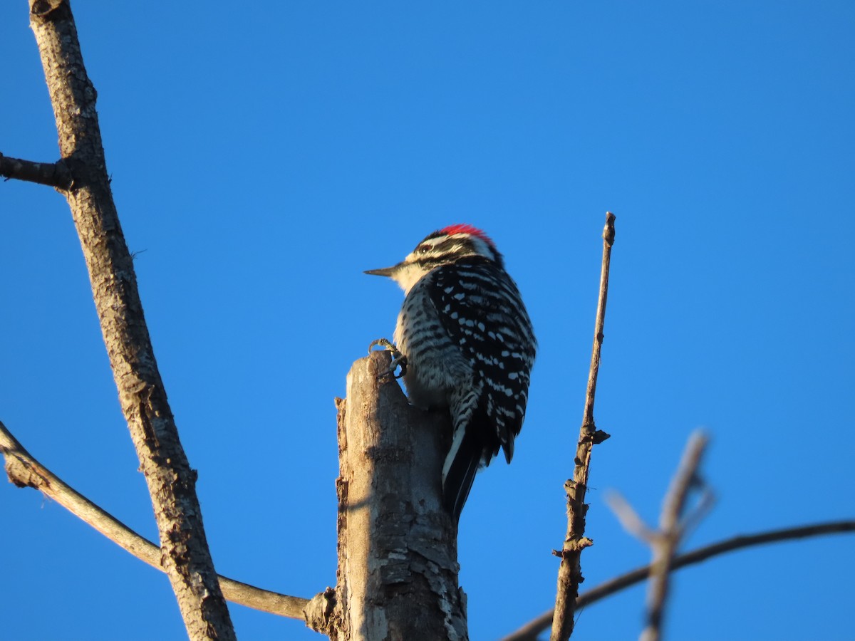 Nuttall's Woodpecker - Tina Tan