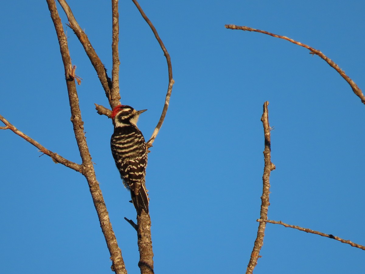 Nuttall's Woodpecker - ML386379331