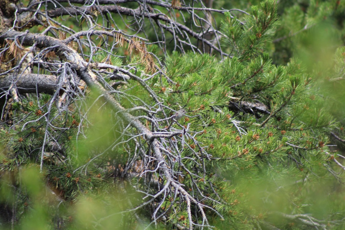 Gray Flycatcher - ML38638071