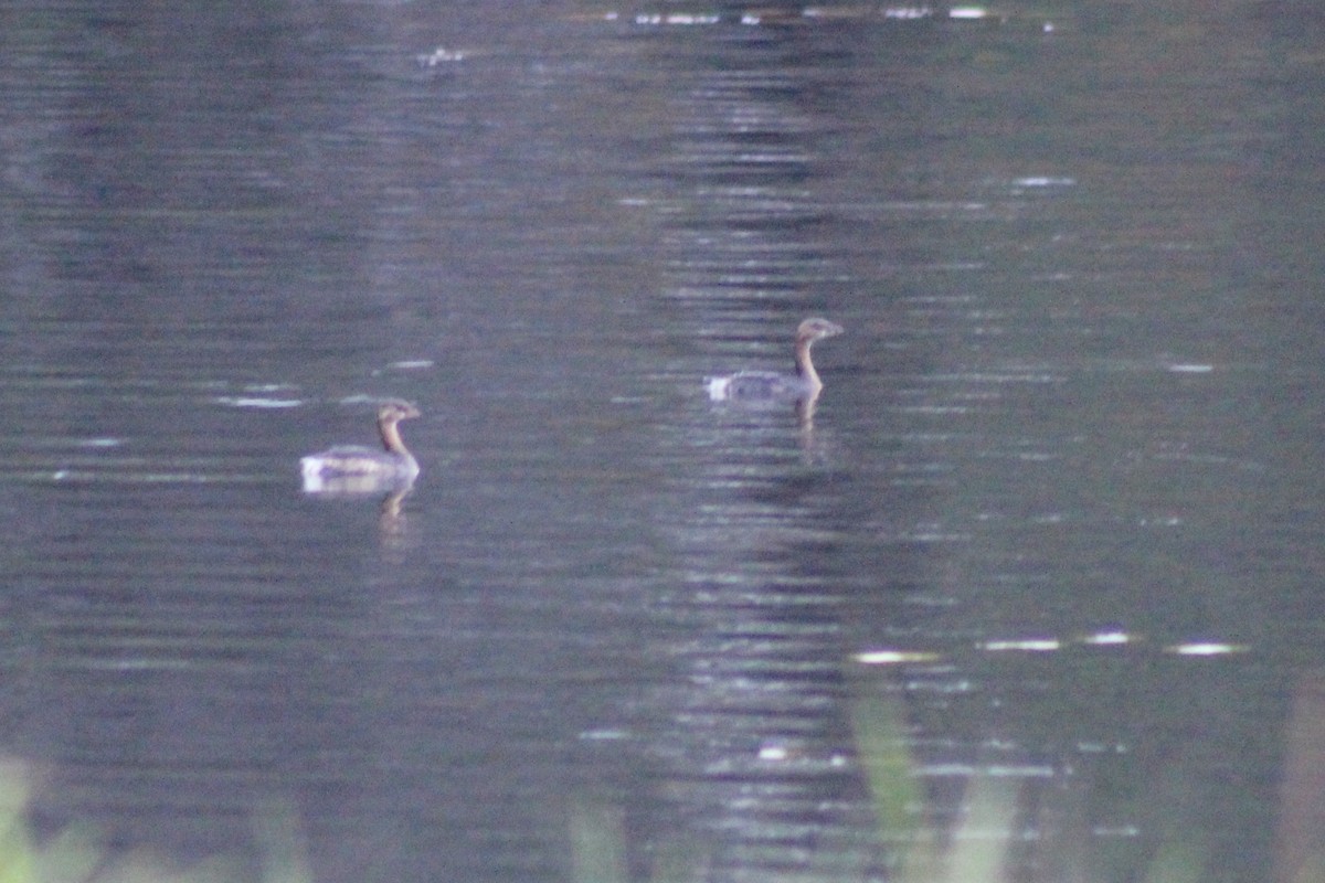 Pied-billed Grebe - ML38638101