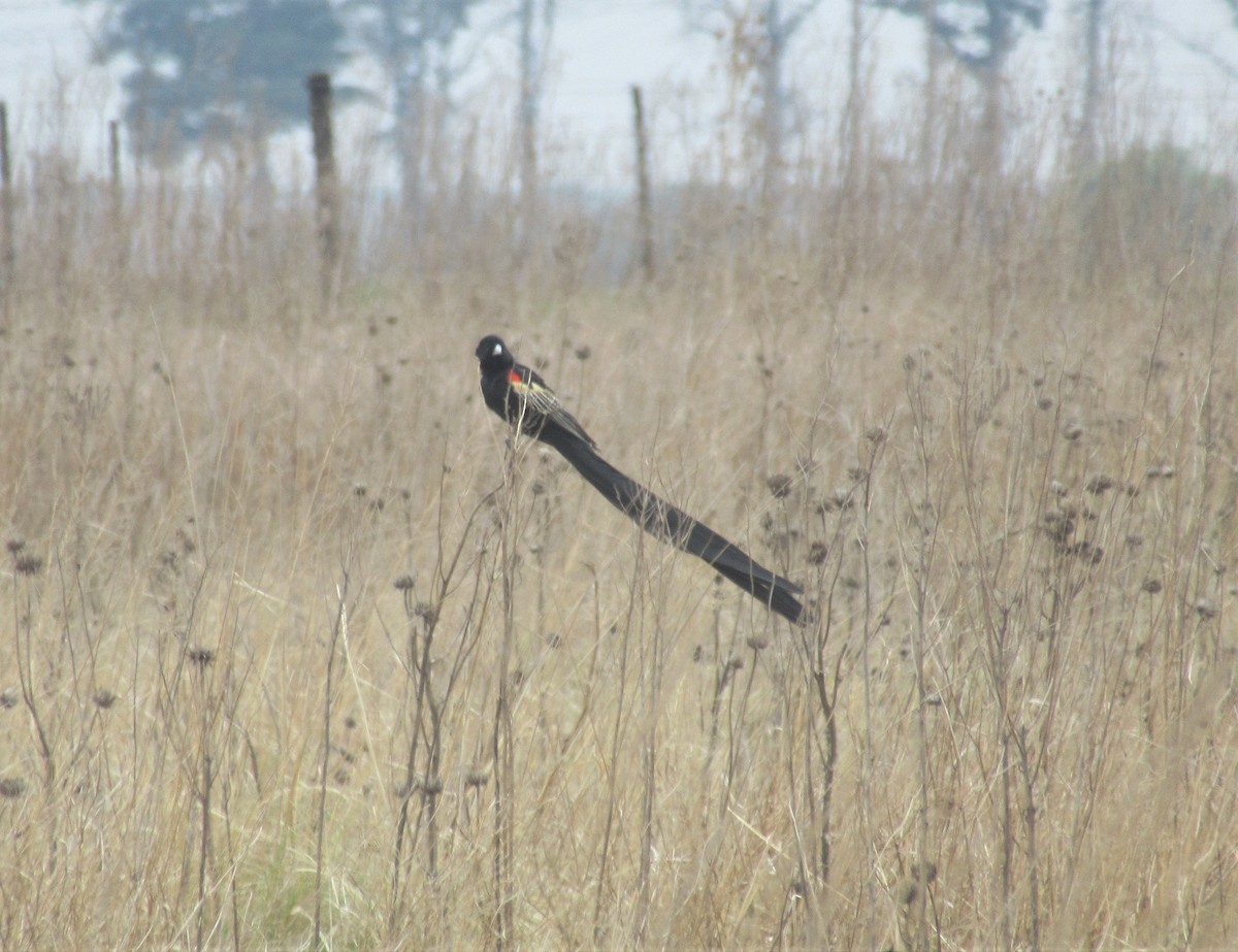 Long-tailed Widowbird - ML386382151