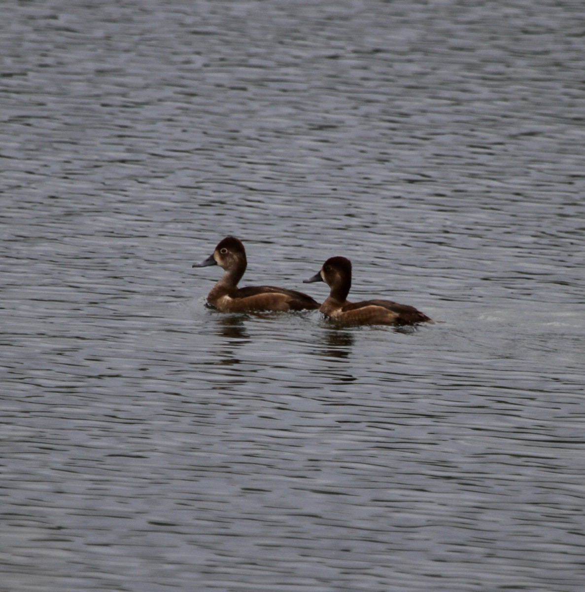 Ring-necked Duck - Sherman  Wing