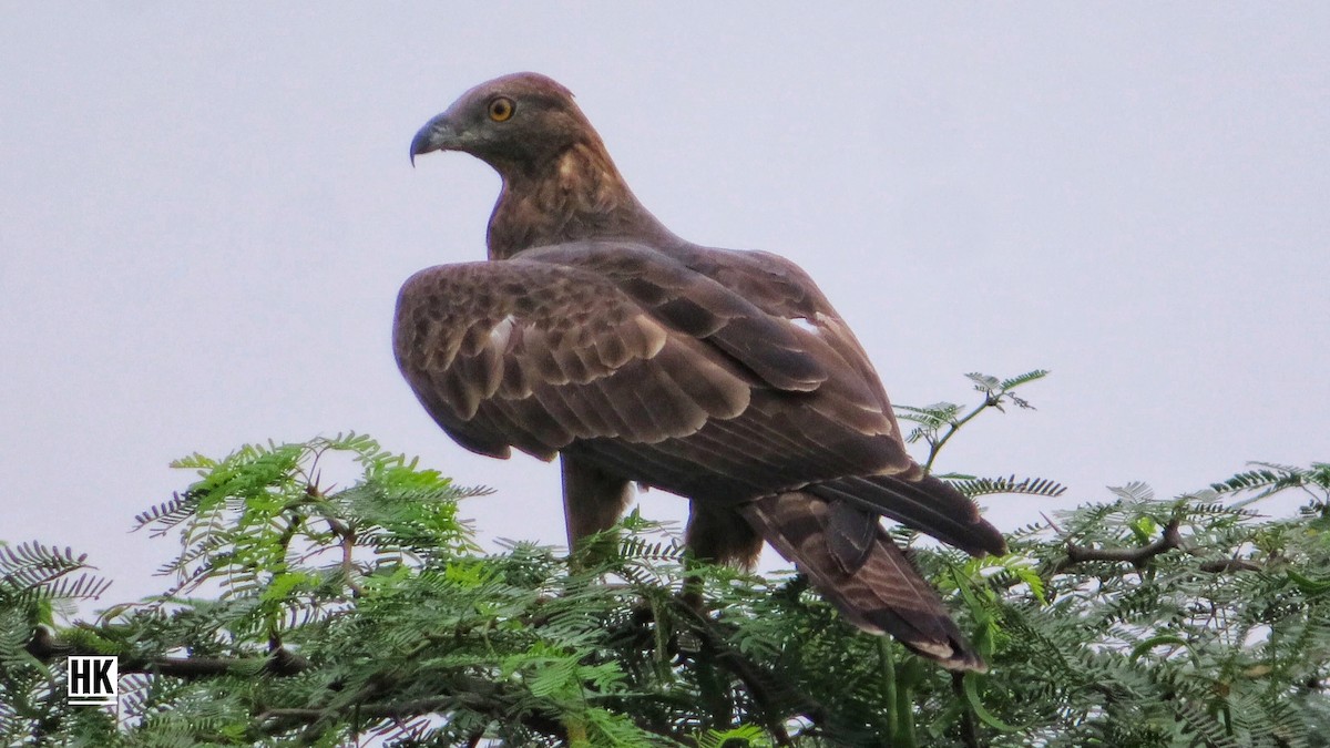 Oriental Honey-buzzard - ML386382611