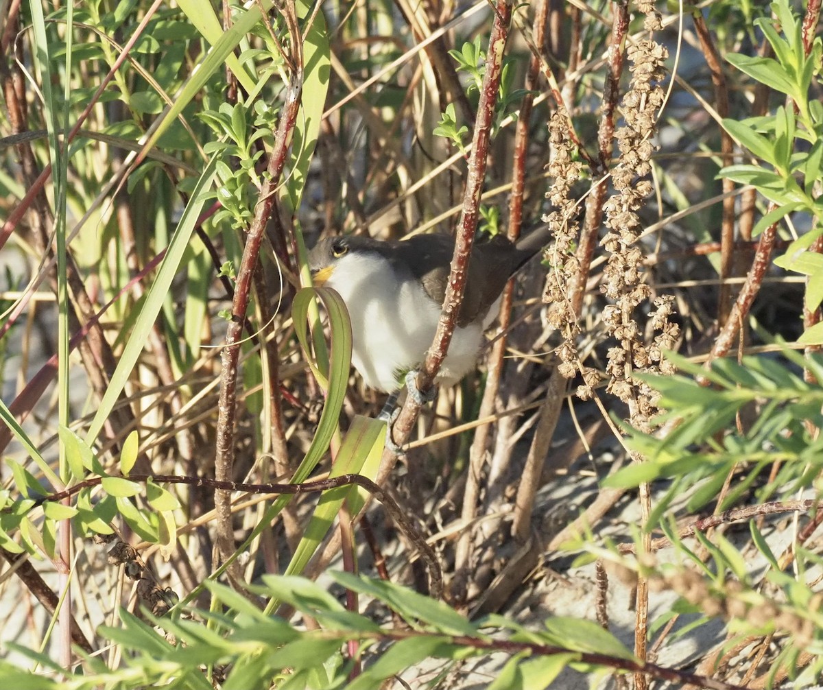 Yellow-billed Cuckoo - ML386382731