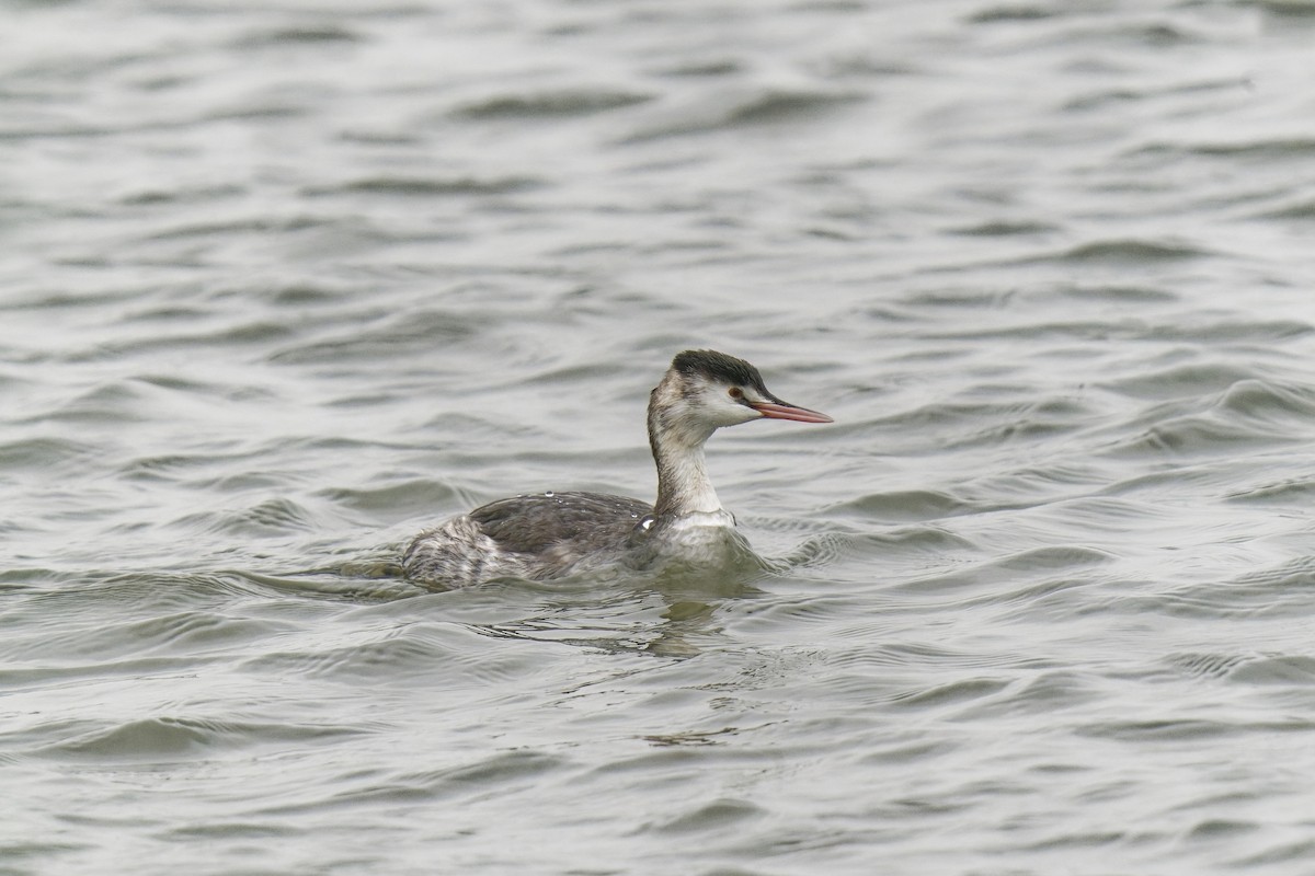 Great Crested Grebe - ML386385331