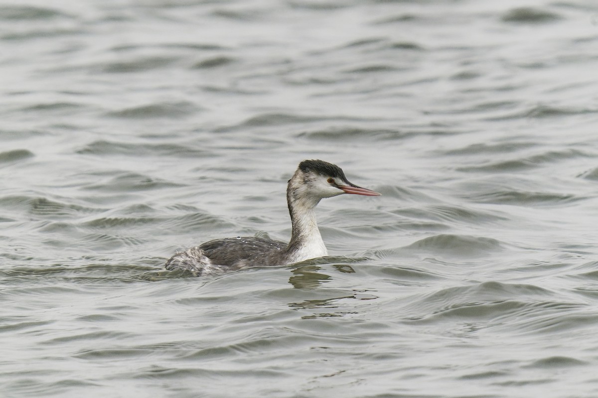 Great Crested Grebe - ML386385351