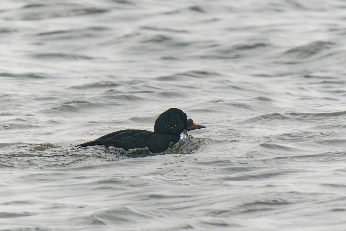 Common Scoter - ML386385671