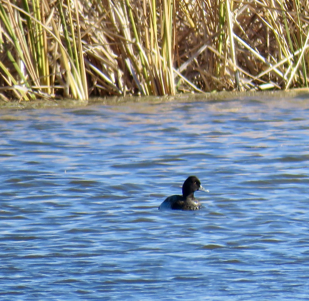 Lesser Scaup - ML386386411