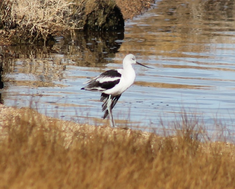 American Avocet - ML38638691