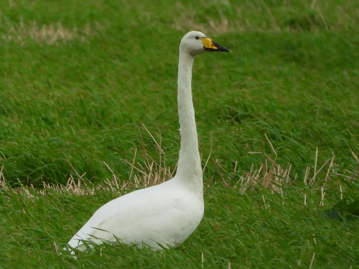 Whooper Swan - Conor MacKenzie