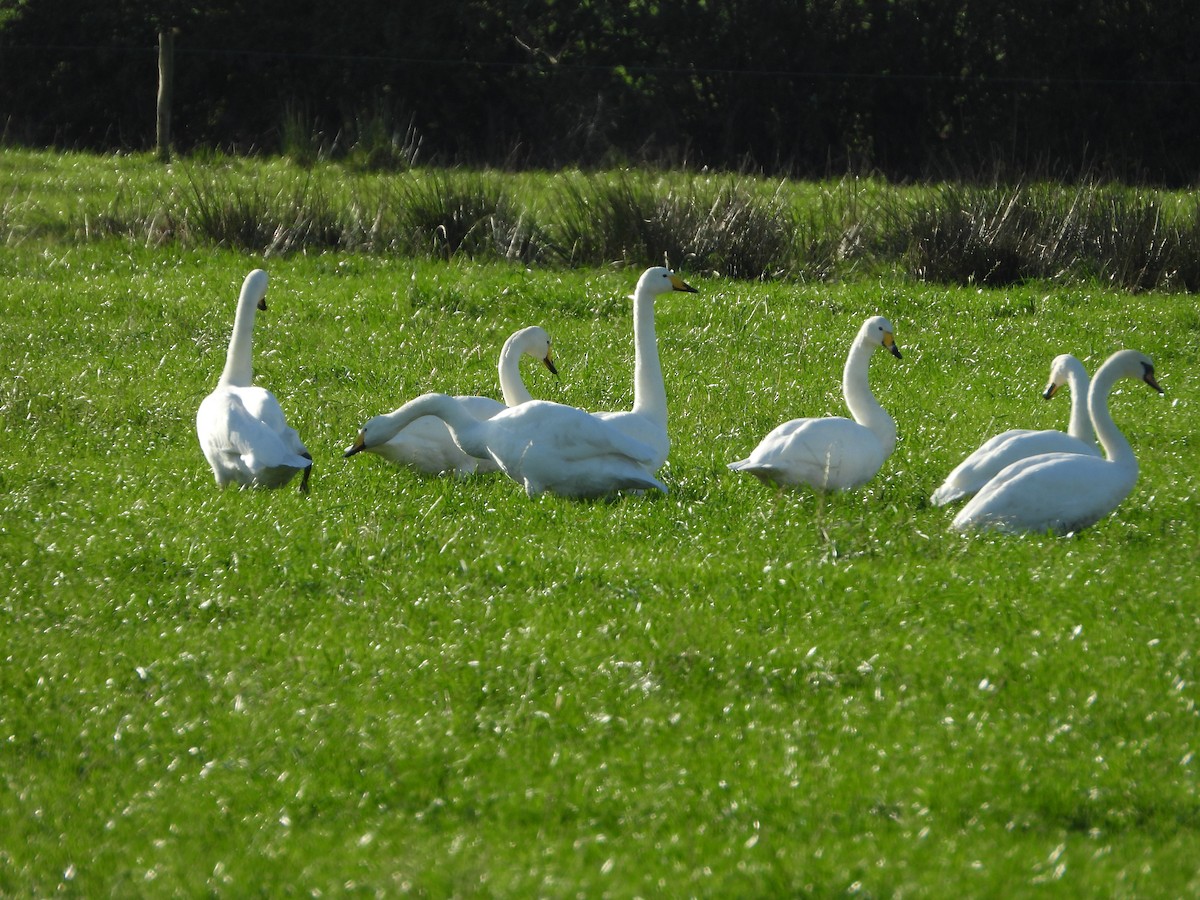 Whooper Swan - Conor MacKenzie