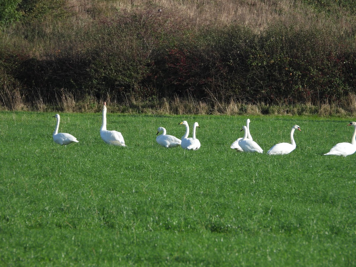 Whooper Swan - Conor MacKenzie