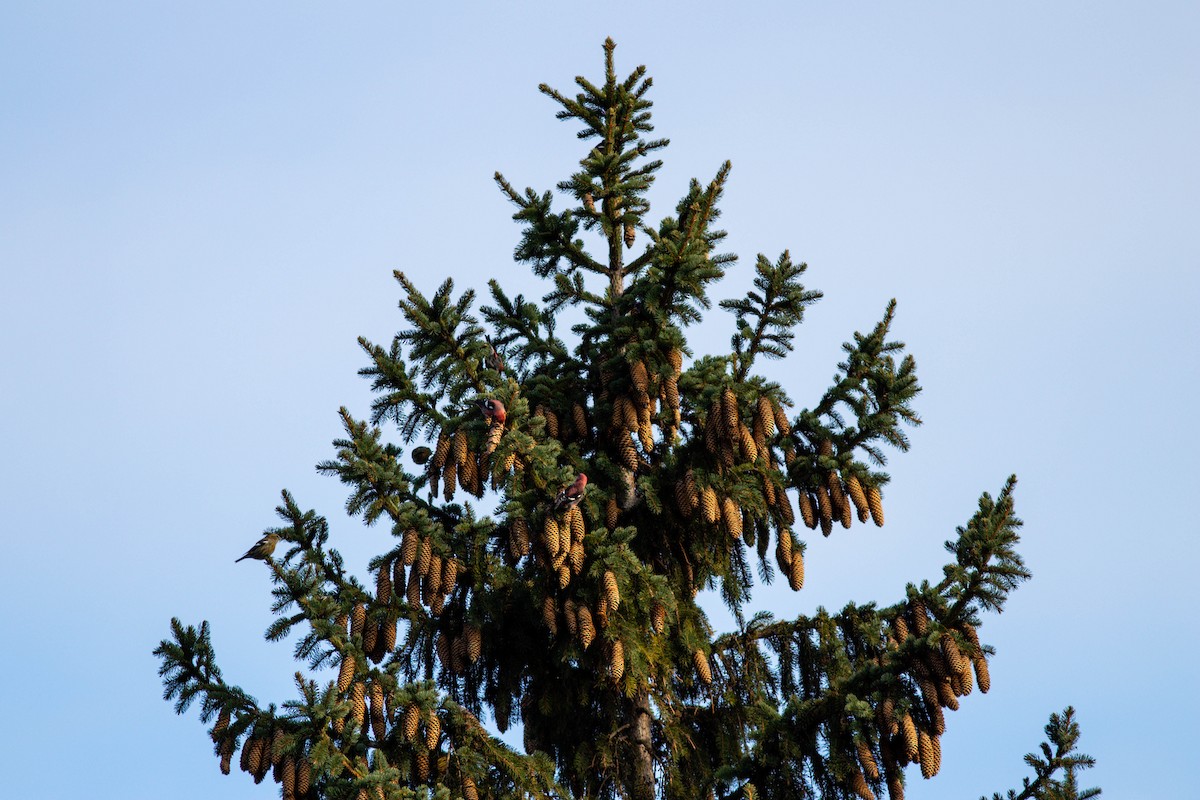 White-winged Crossbill - ML386388601