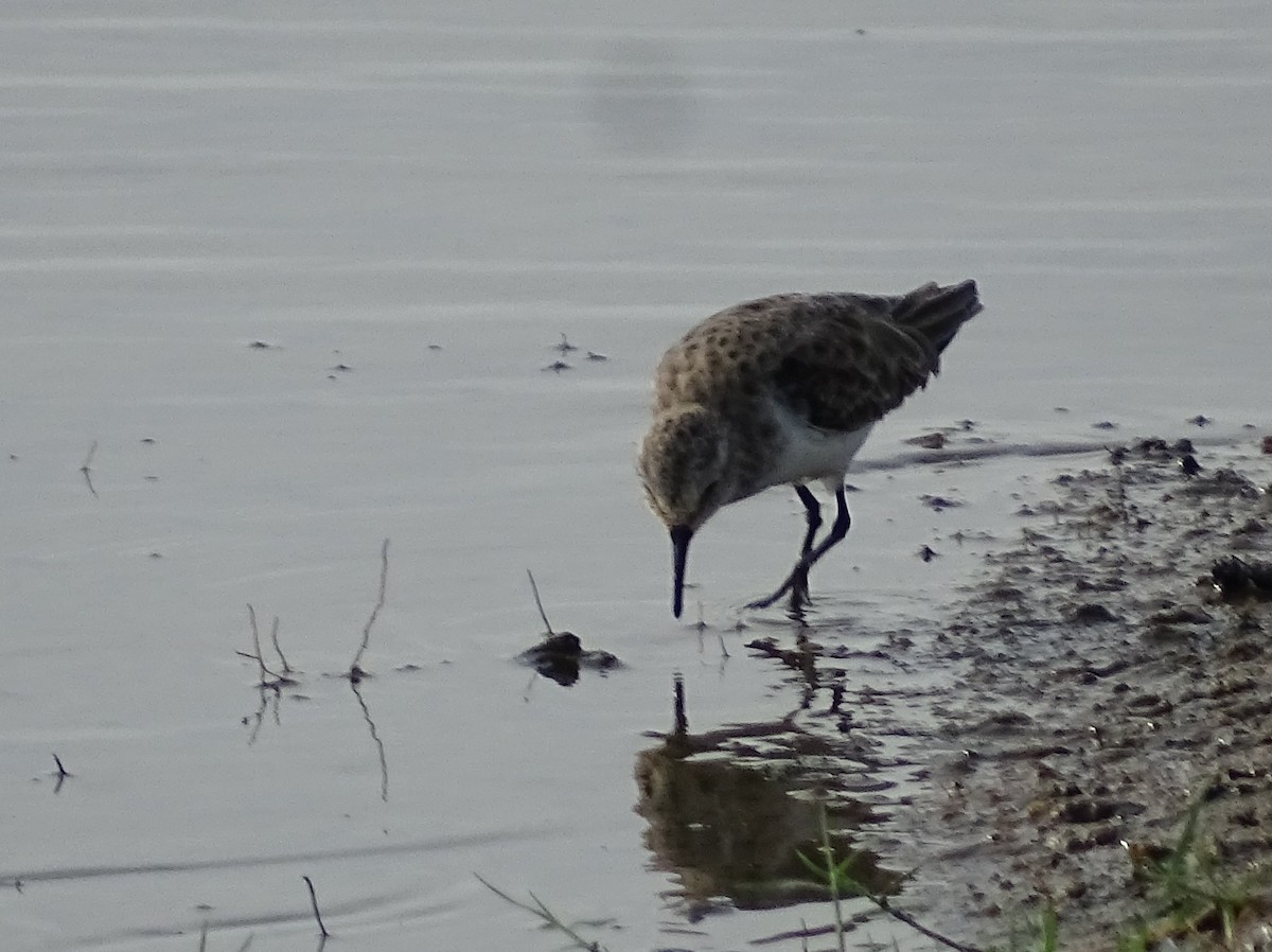 Little Stint - ML386389141