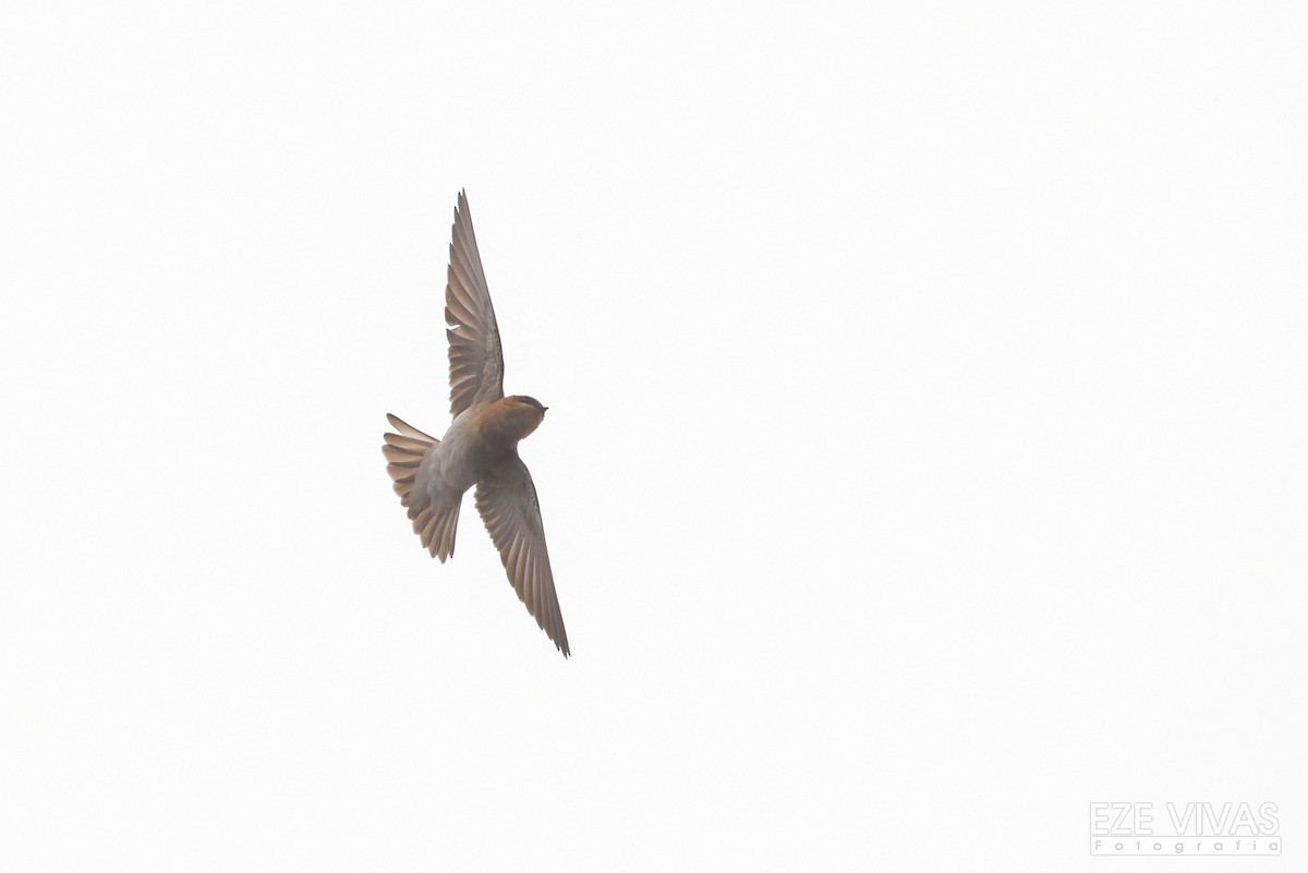 Tawny-headed Swallow - ML386389831