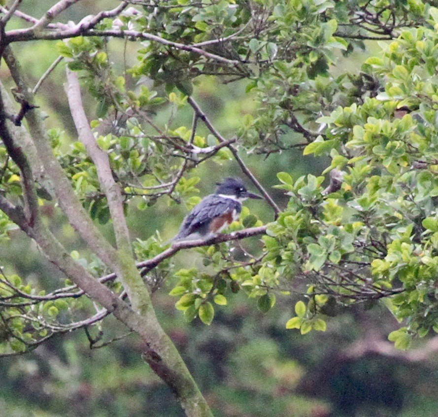 Belted Kingfisher - Sherman  Wing