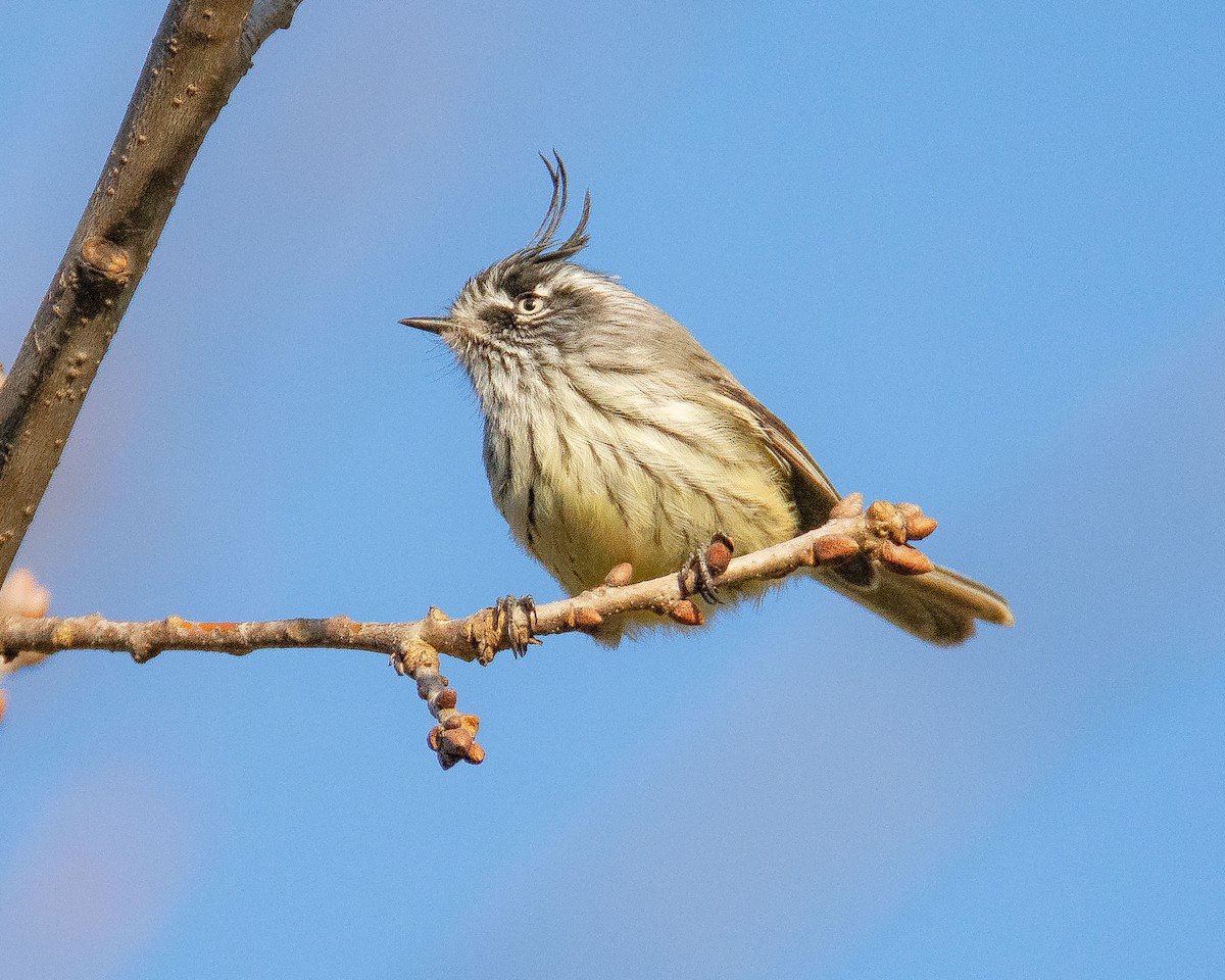 Tufted Tit-Tyrant - ML386392901