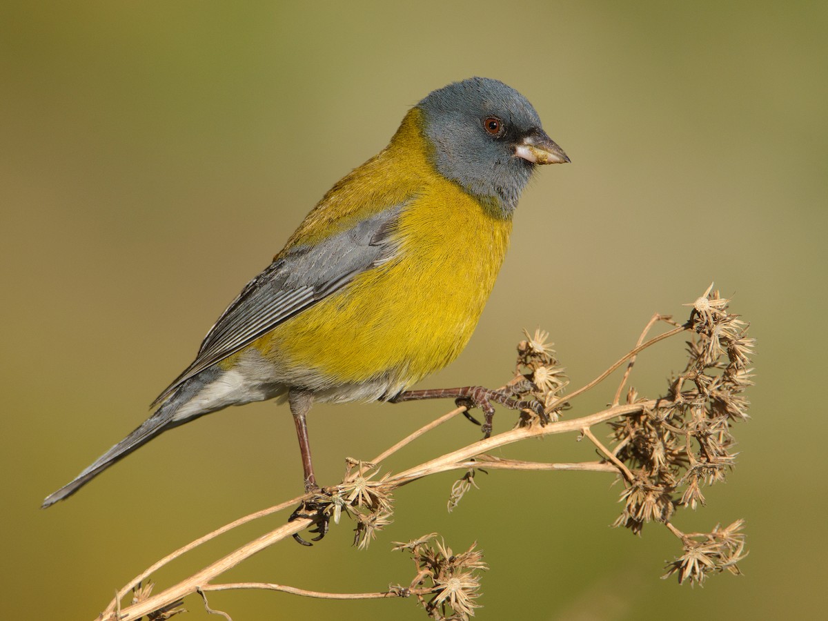 Gray-hooded Sierra Finch - ML386395031