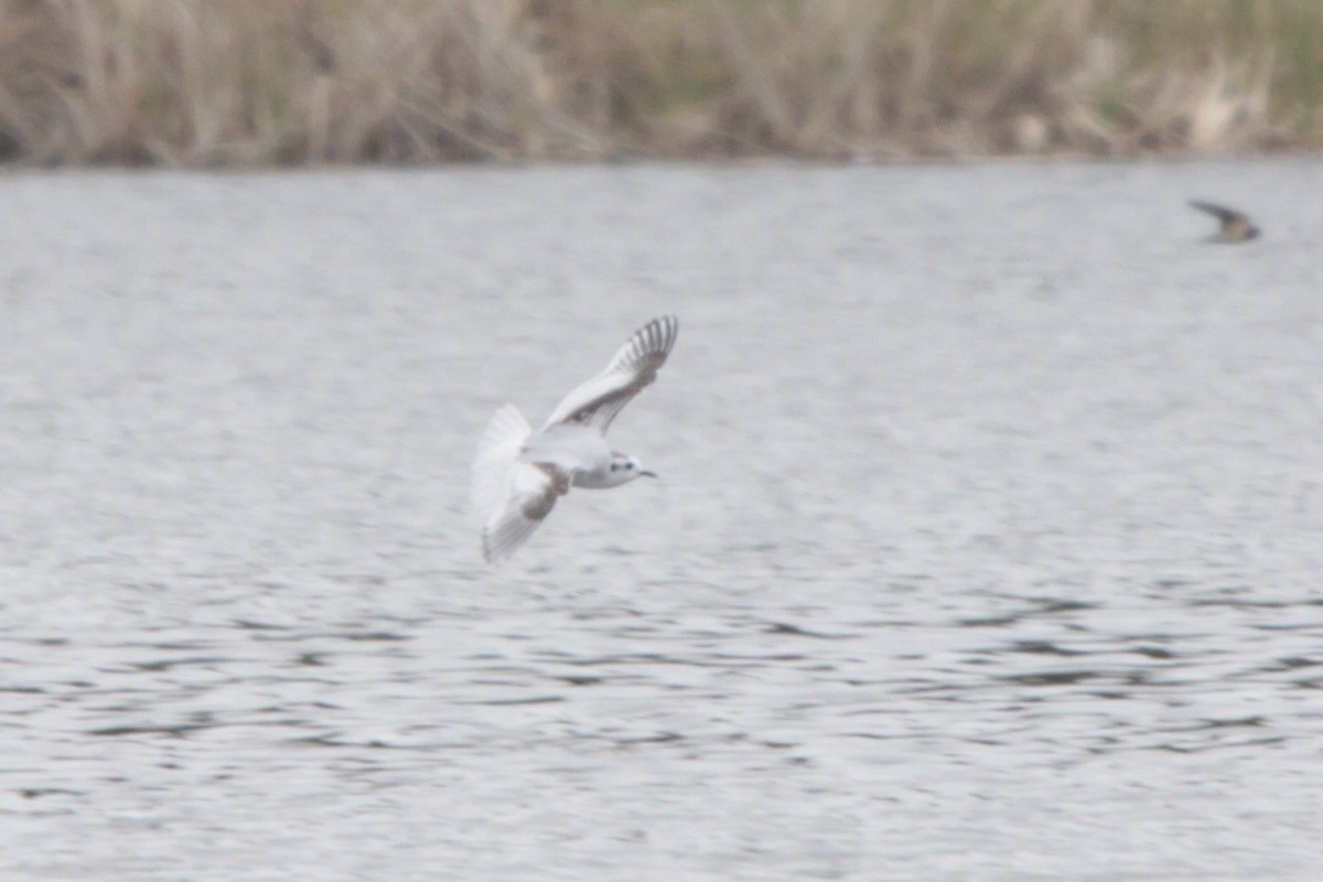 Little Gull - ML386396531