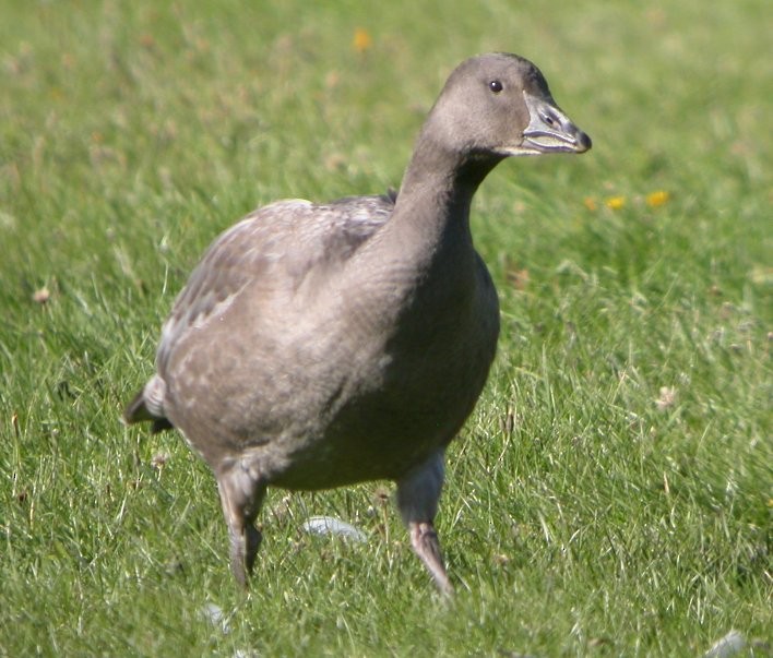 Snow Goose - ML38639891