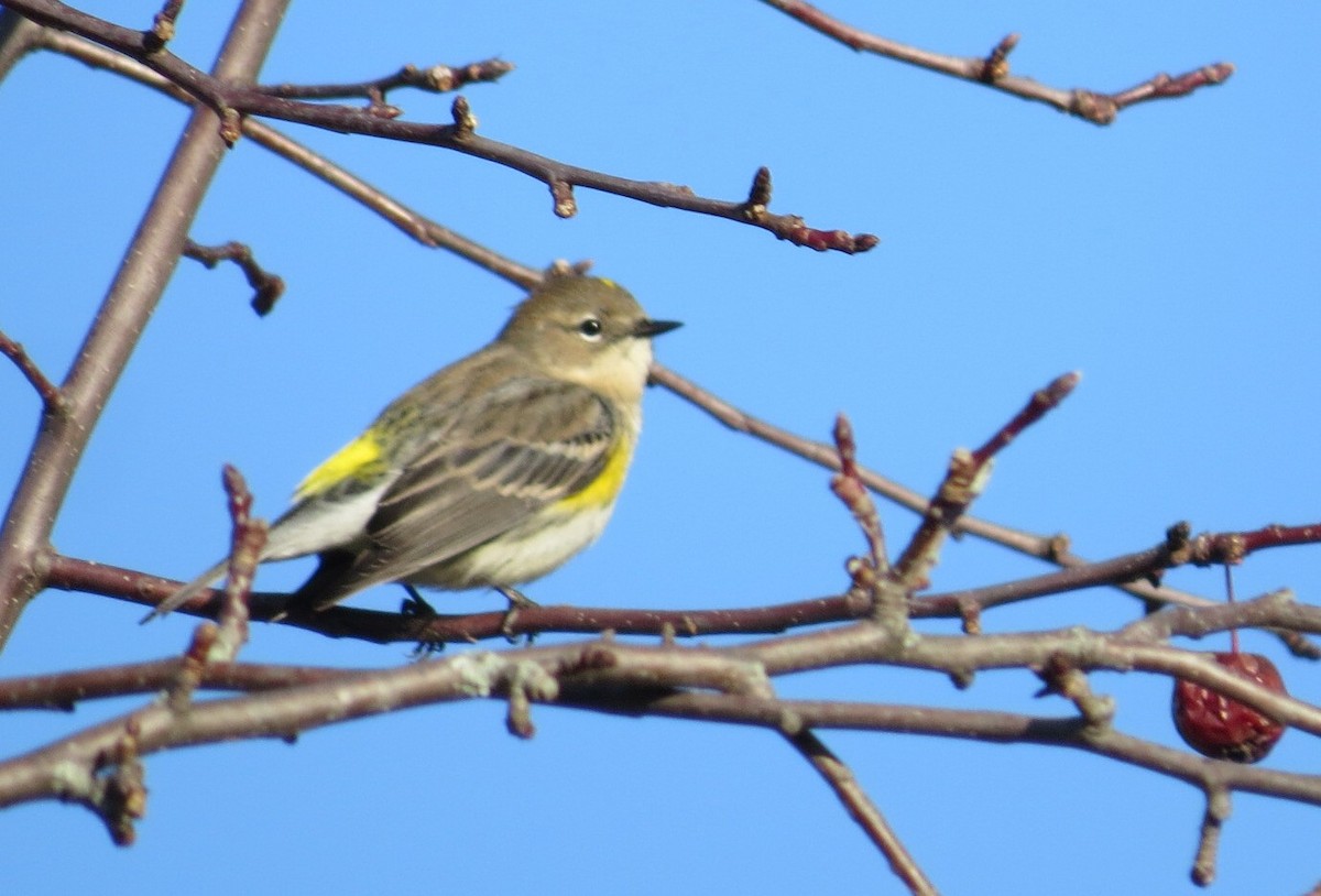 Yellow-rumped Warbler (Myrtle) - ML386399481