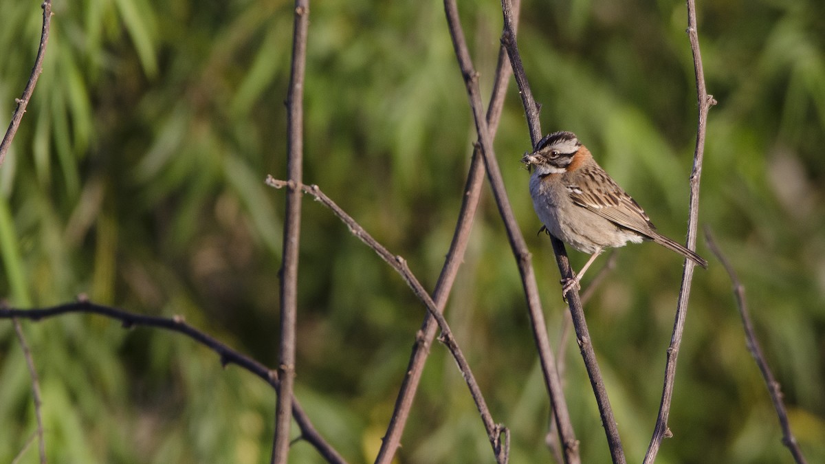 Rufous-collared Sparrow - ML386400351