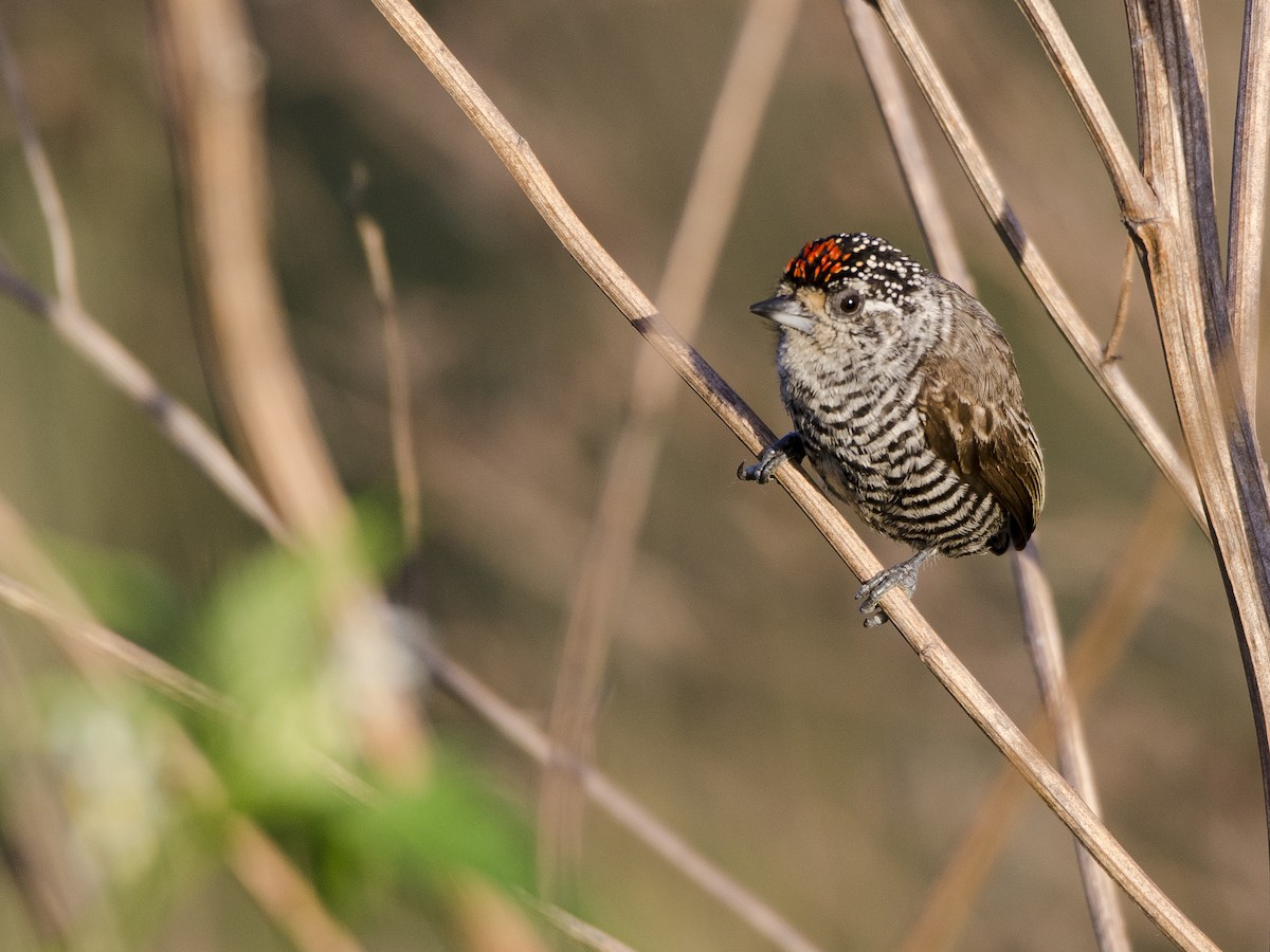 White-barred Piculet - ML386400421