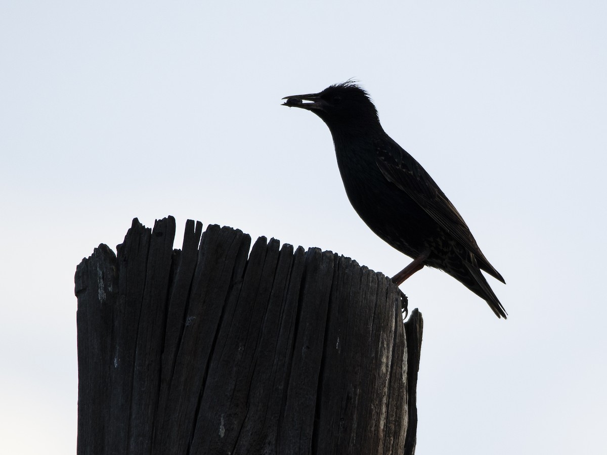 European Starling - ML386400491