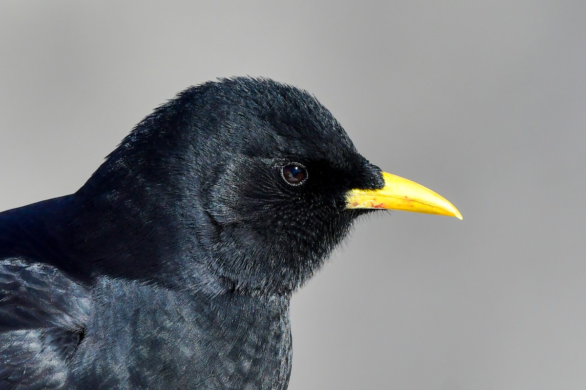 Yellow-billed Chough - ML386400511