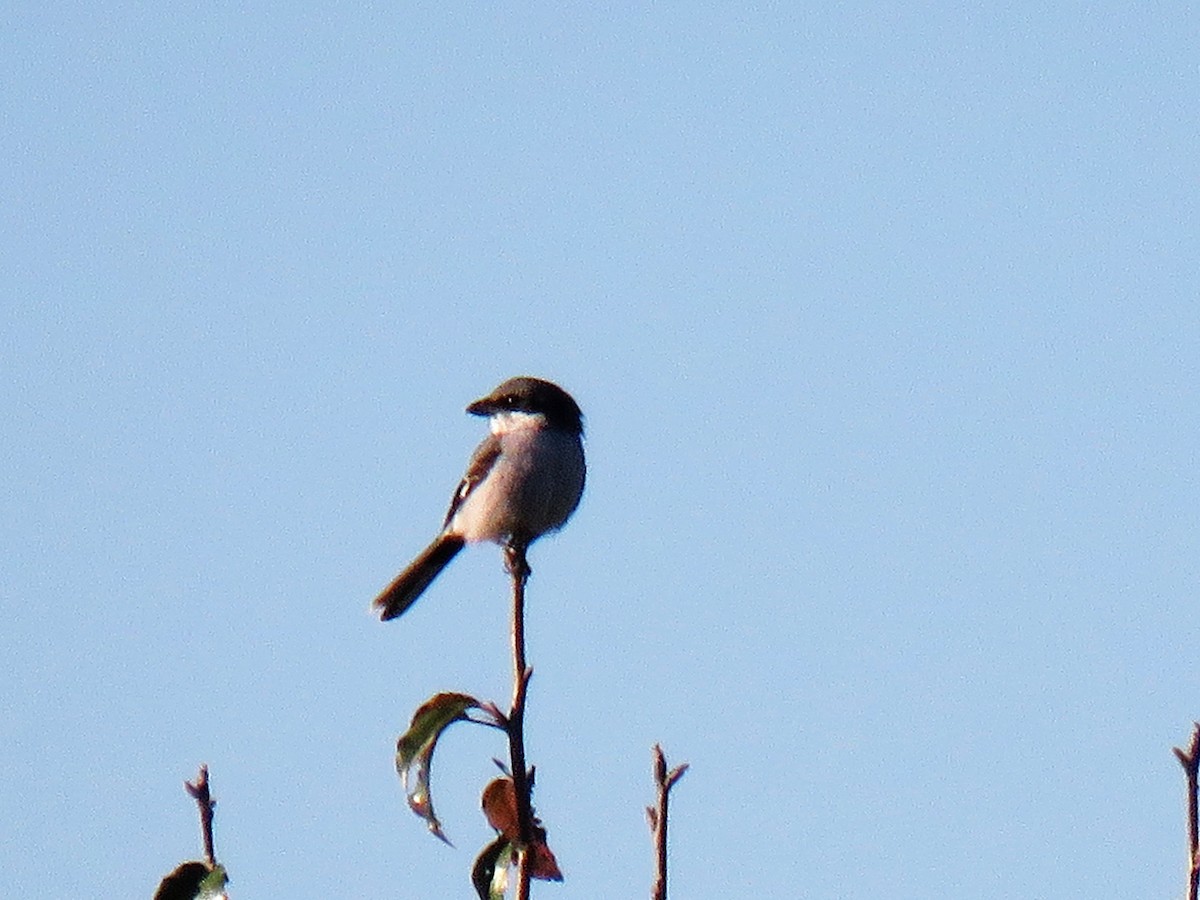 Loggerhead Shrike - ML386400671