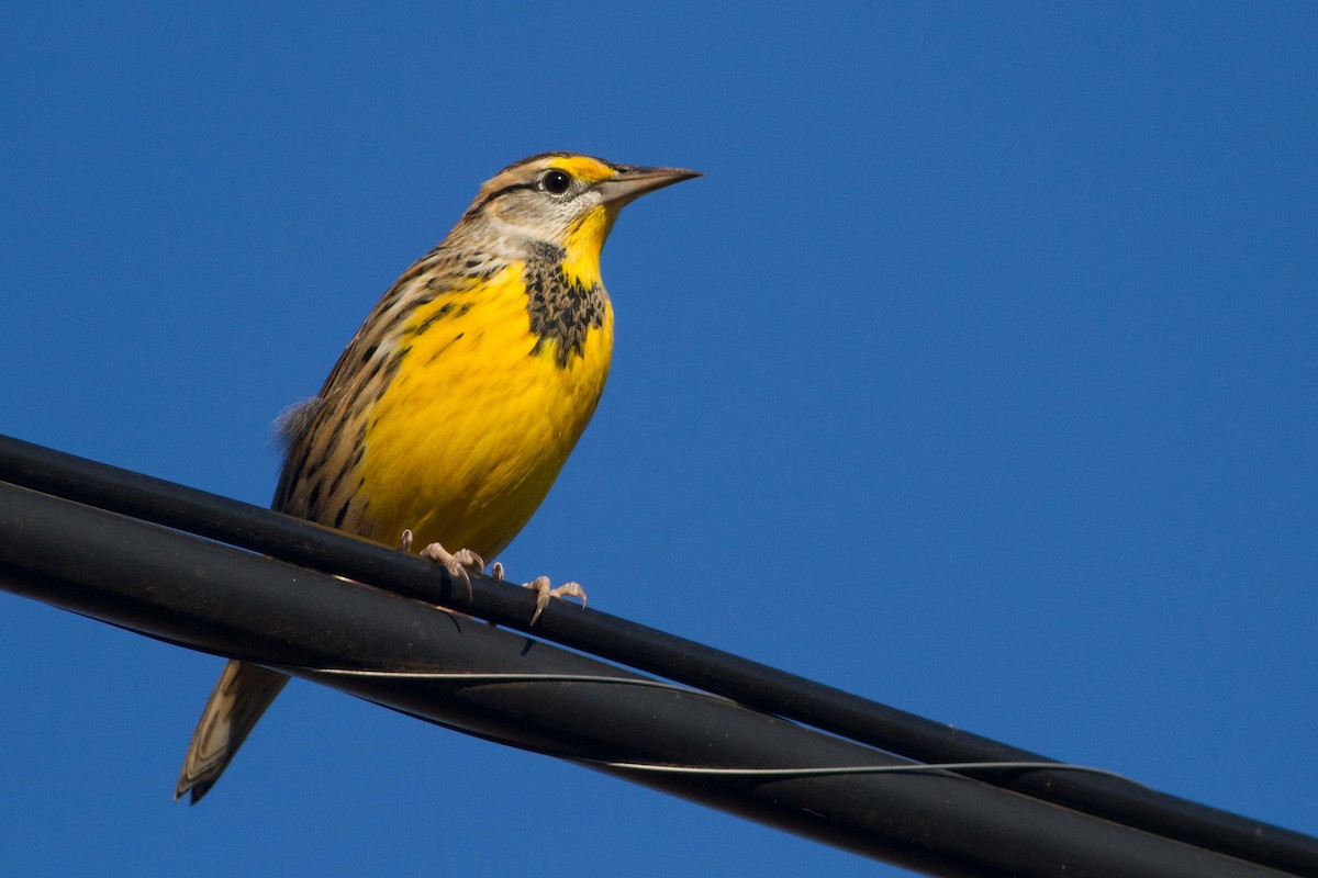Eastern Meadowlark - ML38640141