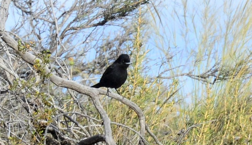 ハジロクロタイランチョウ（aterrimus／anthracinus） - ML386401511