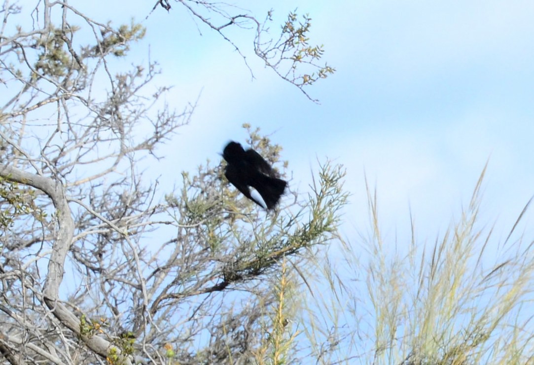 White-winged Black-Tyrant (White-winged) - ML386401521