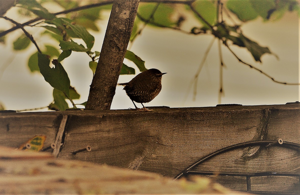 Winter Wren - ML386401821