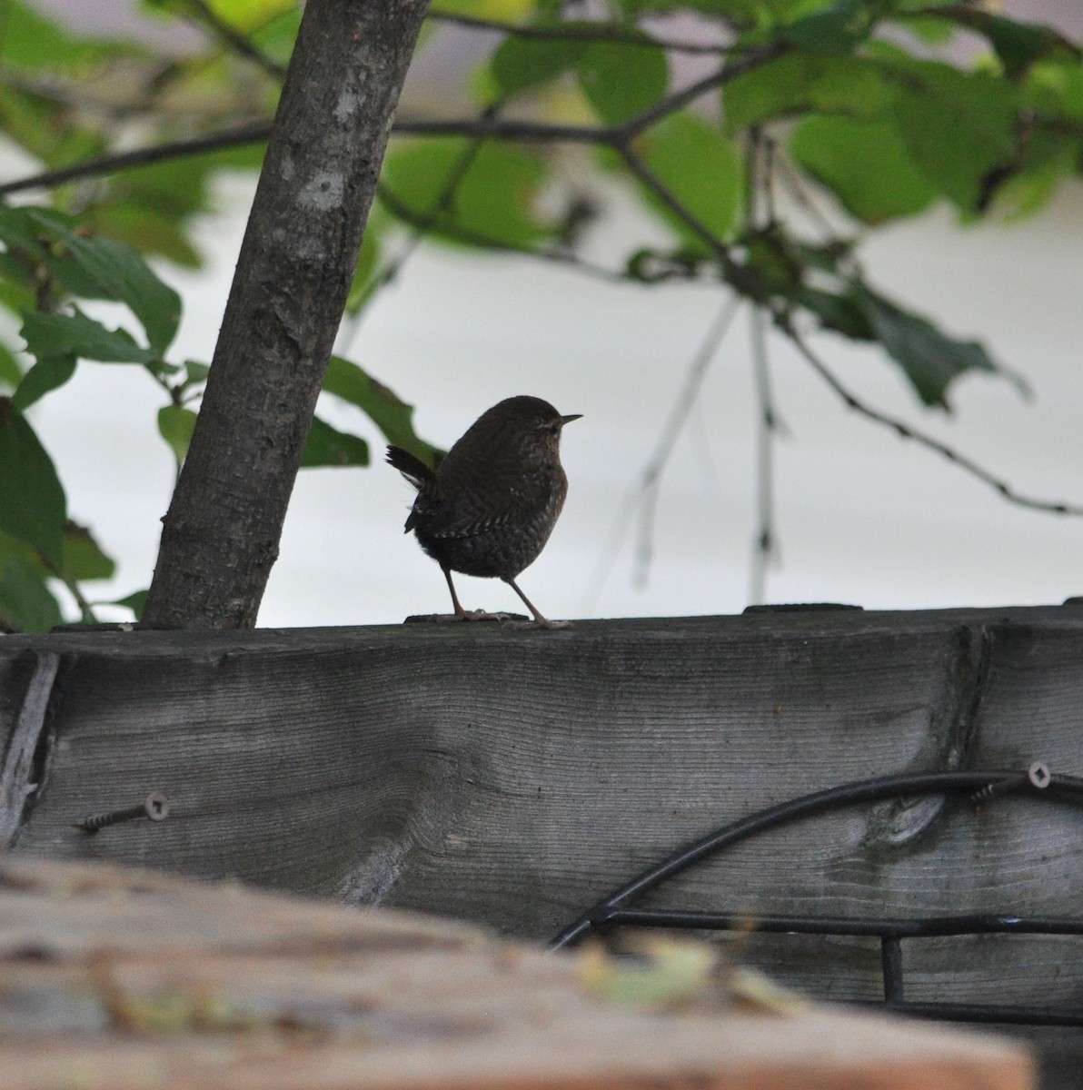 Winter Wren - ML386401901