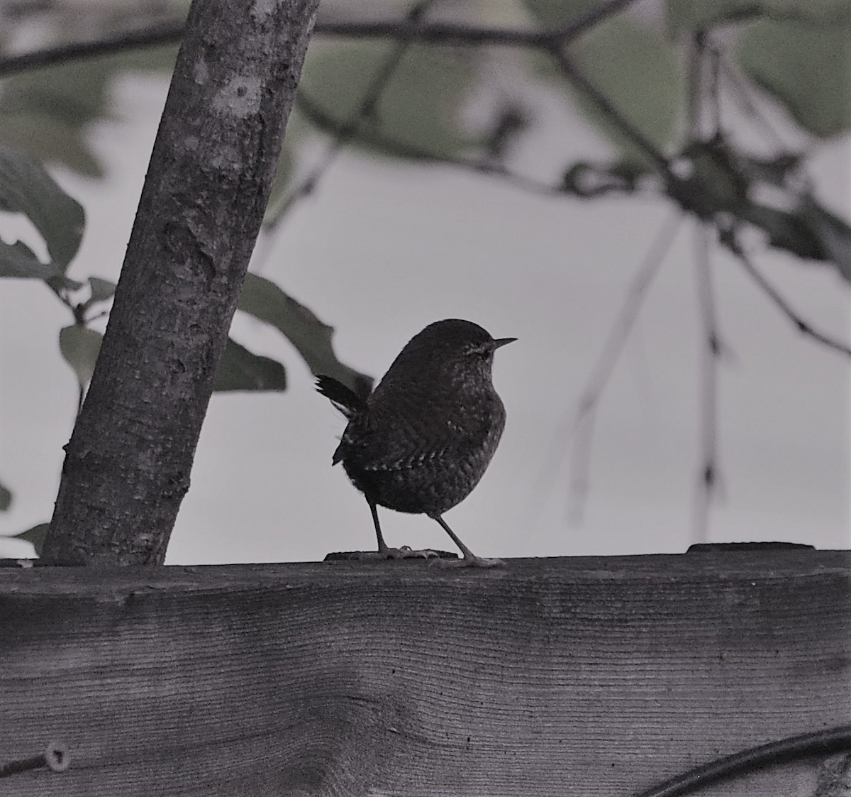 Winter Wren - 🦜 Daniel Correia 🦜