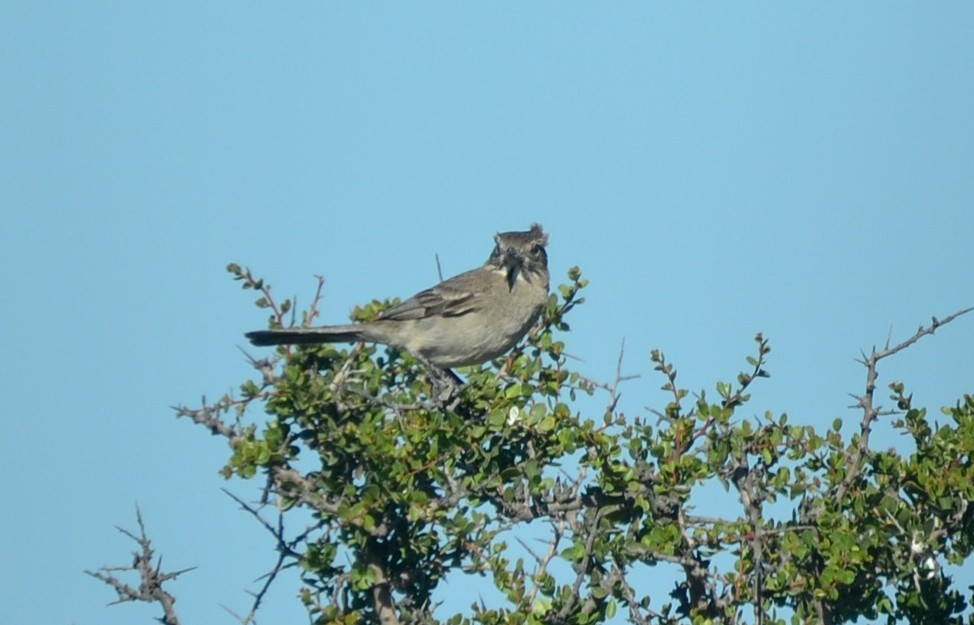 Gray-bellied Shrike-Tyrant - ML386402431