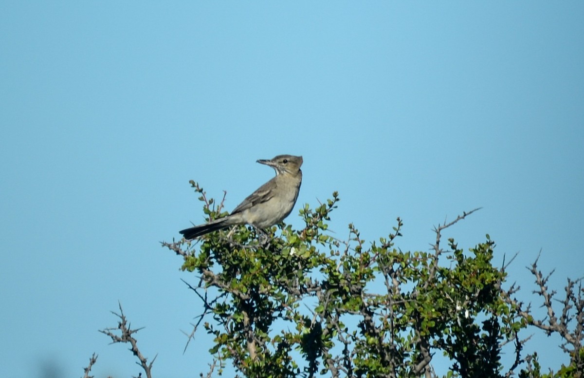 Gray-bellied Shrike-Tyrant - ML386402441