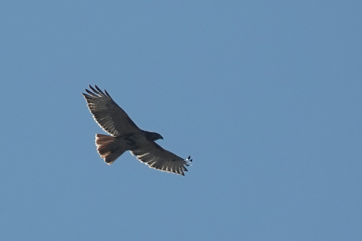 Red-tailed Hawk - ML386402501