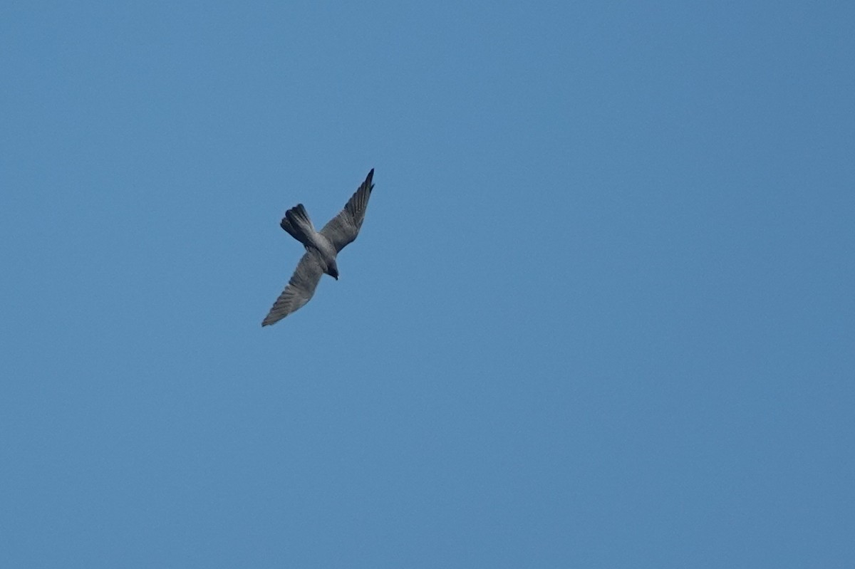 Эгэл шонхор - ML386402551