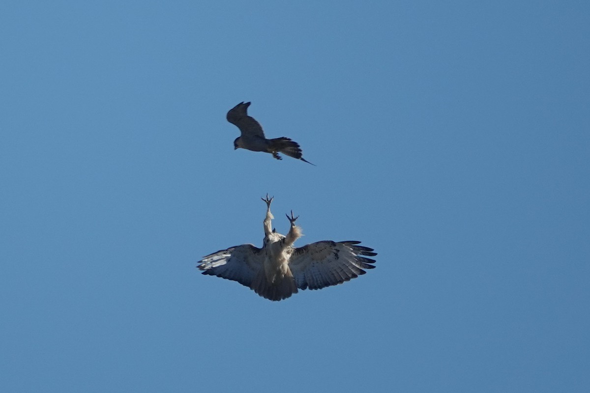 Эгэл шонхор - ML386402611