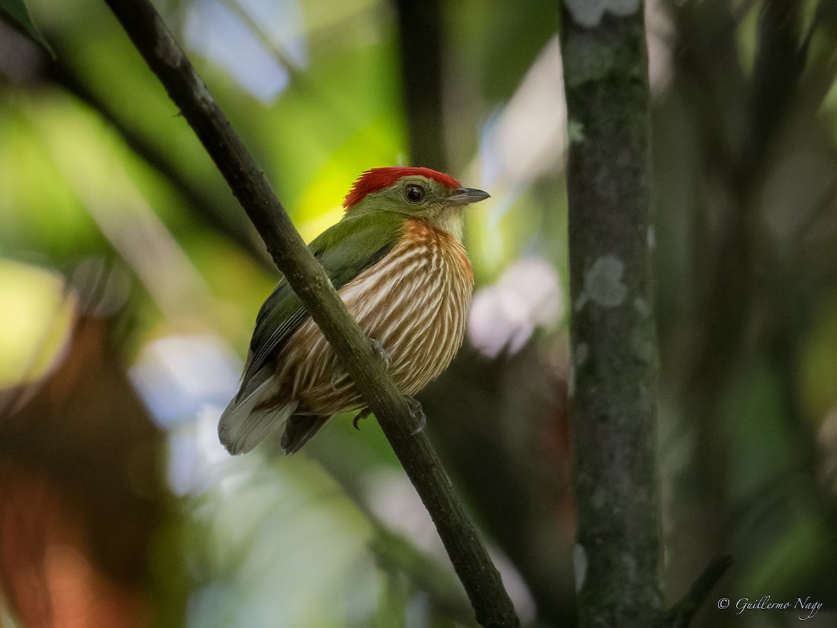 Striolated Manakin - ML386402641