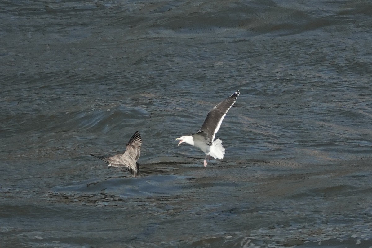 Great Black-backed Gull - ML386402871