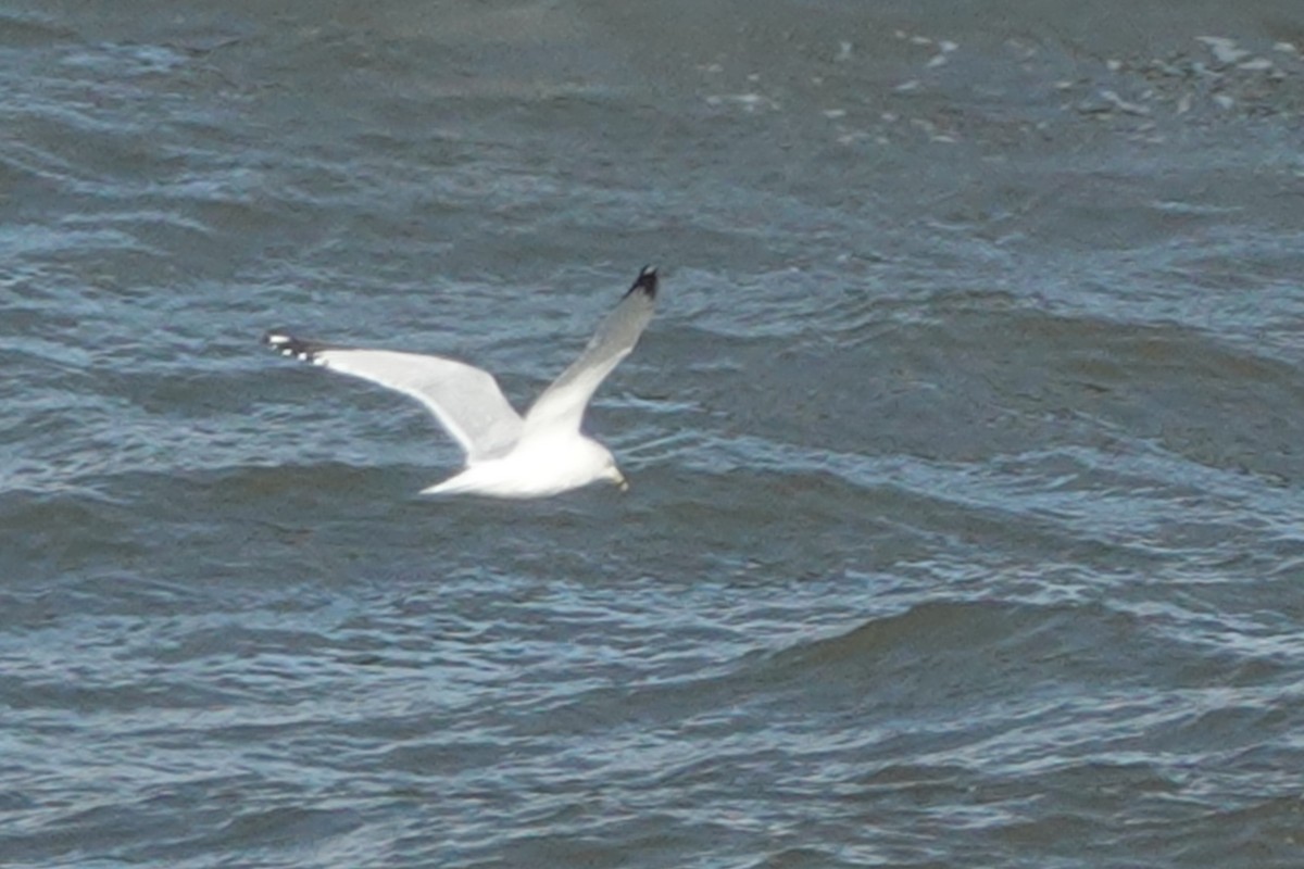 Ring-billed Gull - ML386402891