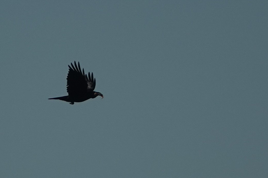 Common Raven - ML386402961