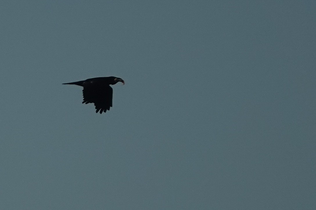 Common Raven - ML386402971